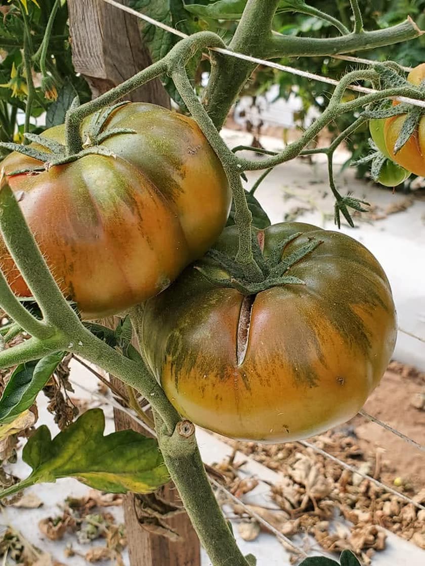 Heirloom tomatoes ripening on the vine